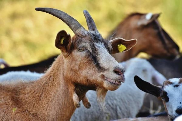Цифровые ошейники помогают норвежским фермерам пасти коз