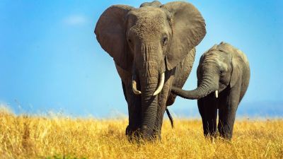 Этологи узнали, что пожилые слоны сдерживают агрессию молодых самцов - новости экологии на ECOportal