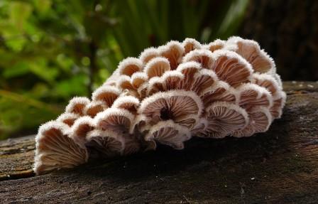 Генетики пошли по грибы и познали тонкости естественного отбора