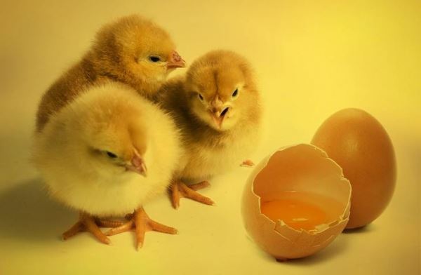 Импорт Россией из зарубежных стран инкубационного яйца сократился в 2021 году