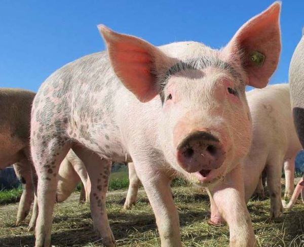 Китай сокращает использование  соевого шрота в свиноводстве: мировую торговлю кормовыми добавками ждут потрясения
