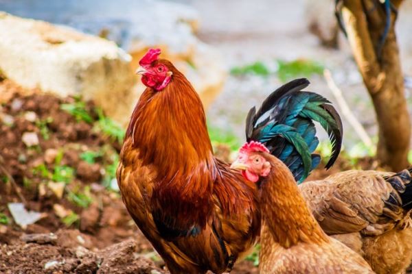Крупнейший ритейлер Великобритании планирует перевести кур на своих птицеводческих фермах с сои на «живой» корм