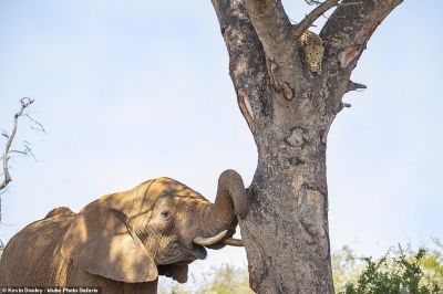 Леопарду пришлось спрятаться на дереве от разъяренного слона - новости экологии на ECOportal