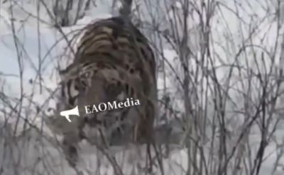 Лицом к лицу с амурским тигром столкнулись жители села / Видео - новости экологии на ECOportal