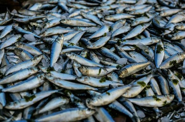 Минсельхоз: объём выловленной рыбы по итогам года превысит прошлогодний показатель