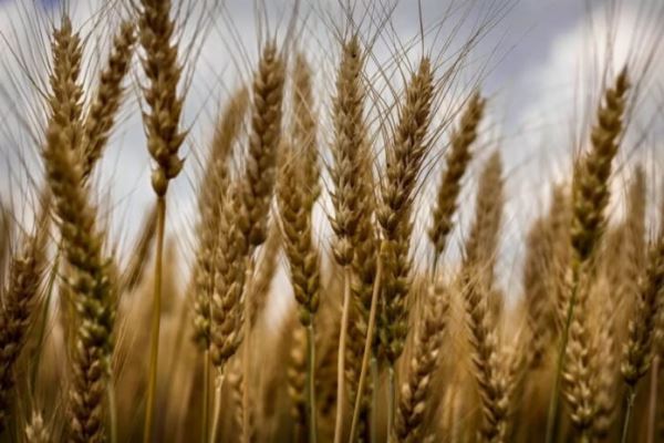 Минсельхоз установил размер квот на экспорт зерна из РФ в 2022 году