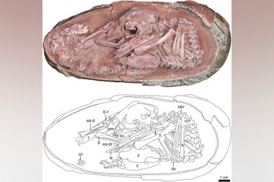 Обнаружен отлично сохранявшийся эмбрион динозавра в окаменевшем яйце - новости экологии на ECOportal