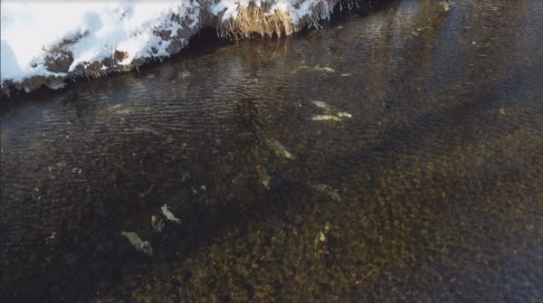Обследование нерестилищ осенней кеты подтвердило тотальное отсутствие рыбы на пяти притоках Амура  - новости экологии на ECOportal