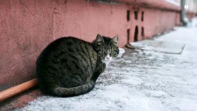 Петербургские активисты раскритиковали власти за инициативу отлова бездомных животных - новости экологии на ECOportal