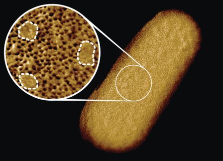 Получены самые четкие изображения живых бактерий