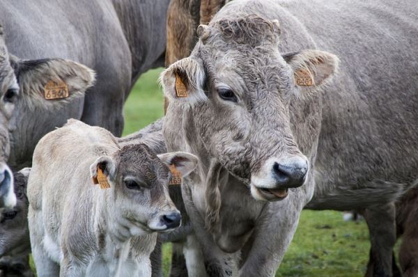 Представители мясного животноводства США и Канады обещают сократить выбросы к 2030 году