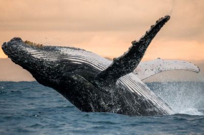 Путин подписал закон о запрете на промышленный вылов дельфинов и китов - новости экологии на ECOportal