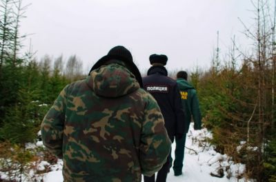 Рослесхоз поручил региональным лесным ведомствам проконтроливать заготовку новогодних ёлок - новости экологии на ECOportal