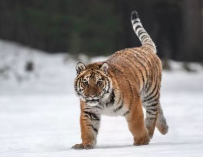 Самый большой тигр России исчез - новости экологии на ECOportal