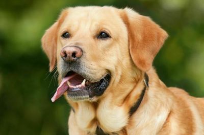 Собак-помощников предложили приравнять к проводникам - новости экологии на ECOportal