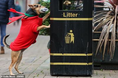 Собака выкидывает на улицах мусор в урну - новости экологии на ECOportal