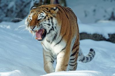 Специалисты: Задравший баранов на фазенде в ЕАО тигр был не из Нагибово   - новости экологии на ECOportal