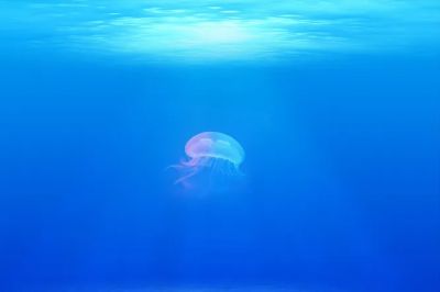 Учёные нашли способ читать мысли медуз, даже несмотря на то, что у них нет мозга - новости экологии на ECOportal