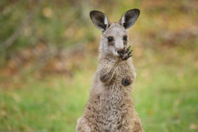 В Австралии еще 124 вида животных признали вымирающими - новости экологии на ECOportal