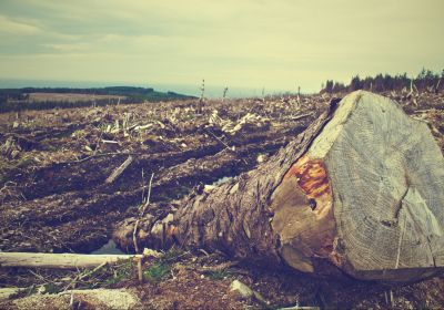 В ЕС могут запретить продавать продукцию, производство которой ведёт к уничтожению лесов на планете - новости экологии на ECOportal