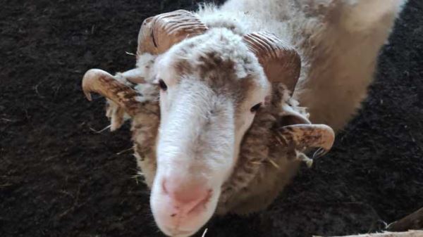 В Крыму проводят масштабное искусственное осеменение овец