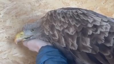 В Самаре спасли тяжело раненого краснокнижного орлана-белохвоста - новости экологии на ECOportal