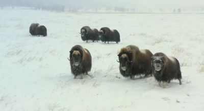 Видео: На Полярном Урале выпустили на волю редких овцебыков / Видео - новости экологии на ECOportal