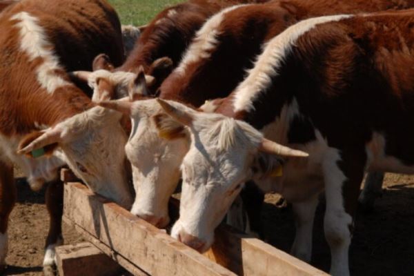 Владельцы ЛПХ в Красноярском крае возмущены запретом на забой скота в частных подворьях