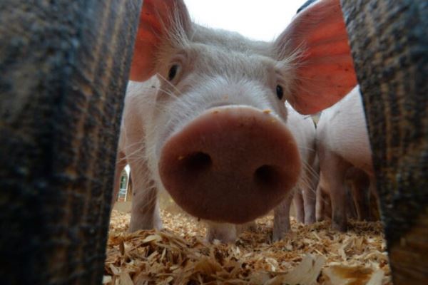 Власти Свердловской области направят фермерам компенсации за изъятое поголовье свиней
