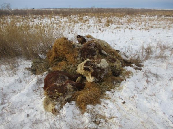 В Челябинской области обнаружен могильник телят и коров под открытым небом
