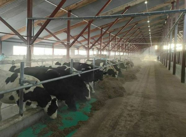 В Кировской области произвели более 750 тысяч тонн молока