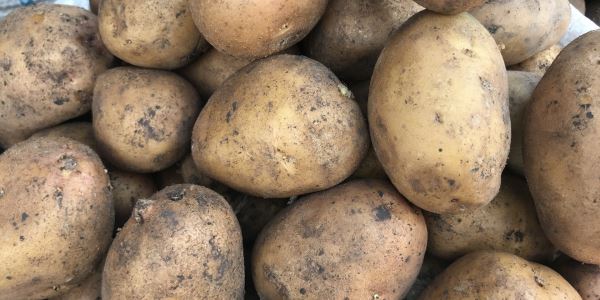В Минсельхозе рассказали о мерах по увеличению объёма производства картофеля в России