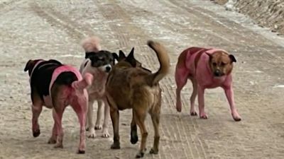 Загадочные розовые собаки появились в подмосковном Долгопрудном - новости экологии на ECOportal