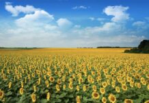 Защита кукурузы от сорняков – Визион