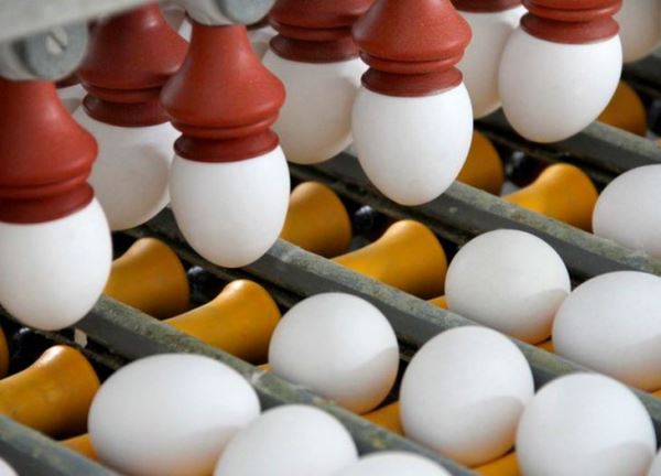 «Золотые яйца» для экономики Рязанской области