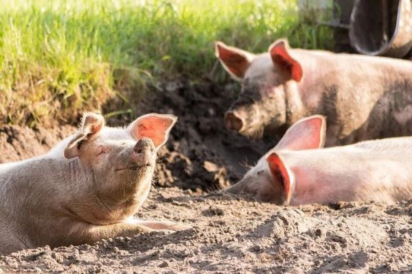 Африканская чума свиней разорила владельцев семейных ферм в Польше