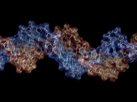 Биологи рассмотрели процесс репликации ДНК под микроскопом