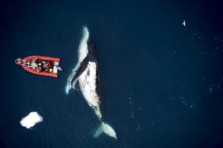 Биологи впервые выяснили, сколько пищи съедают самые крупные киты