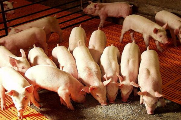 Дефицит аминокислот и витаминов может привести к остановке комбикормовых заводов и проблемам с производством мяса