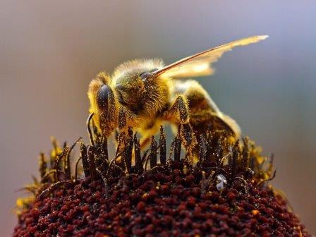 Генетики выяснили, что родина всех медоносных пчел находится в Западной Азии