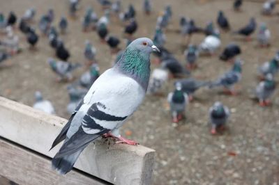 Интересные факты о голубях: особенности о которых вы могли не знать - новости экологии на ECOportal