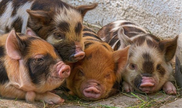 Искусственный интеллект помогает ветеринарам выявлять поражения легких у свиней