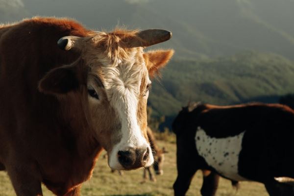 Миндальная шелуха поддерживает высокую производительность у молочных коров