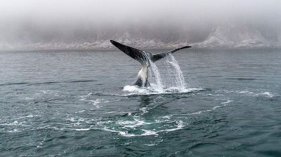 Минприроды РФ поддержало запрет на вылов китов в культурно-развлекательных целях - новости экологии на ECOportal