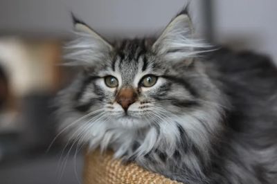 Норвежская лесная кошка: описание породы, характер, фото, особенности, интересные факты - новости экологии на ECOportal