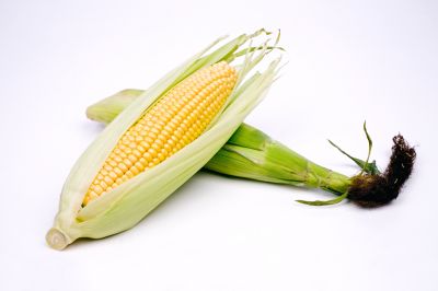 Почему кукуруза не размножается в дикой природе - новости экологии на ECOportal
