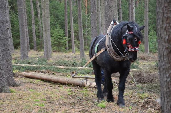 Пользу лошадей тяжеловозов для защиты экологии и здоровья почв признали в Германии