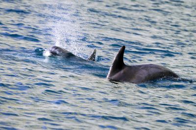 Принят закон о запрете промышленного вылова китов и дельфинов - новости экологии на ECOportal
