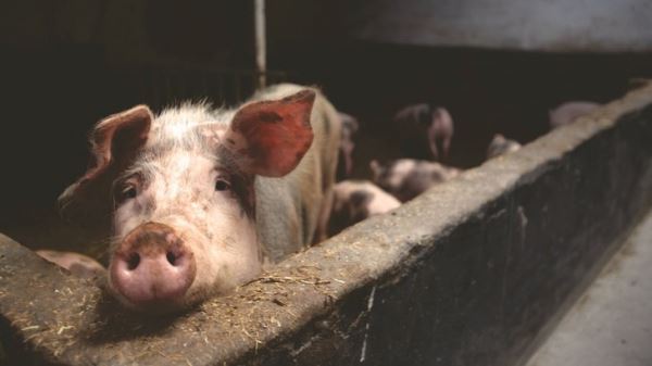 Распространение африканской чумы свиней: правительство Великобритании планирует прекратить импорт свинины из стран ЕС