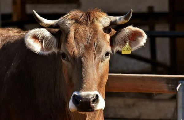 Три инвестиционных проекта Приангарья в сфере молочного животноводства получат федеральную поддержку в 2021 году